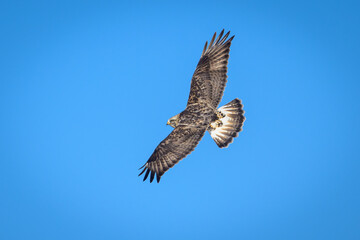Obraz premium Rough-legged Hawk flying with wings spread