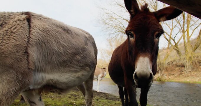 Donkey staring into camera in extreme close-up on countryside farm, other donkeys and river in background