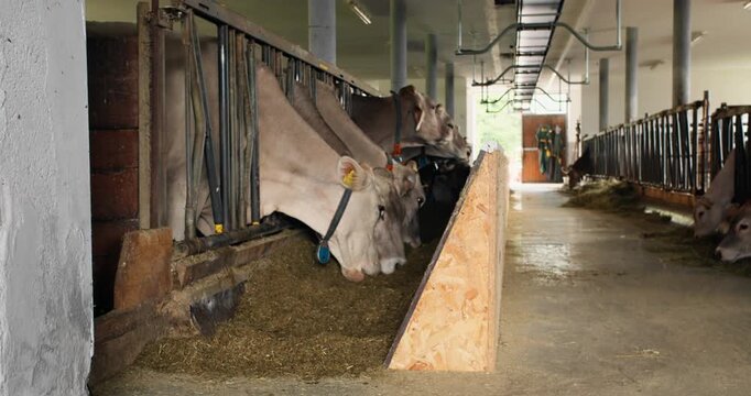 Dairy cows feeding inside a modern cowshed. Indoor livestock facility and milk production stage with feeding line