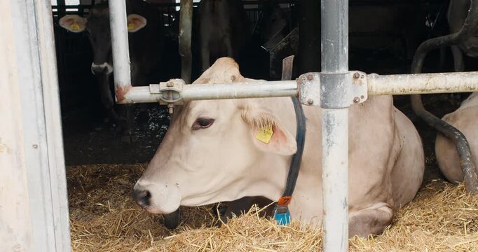 Cows in indoor cattle barn. Animal husbandry and daily livestock care in farm facility