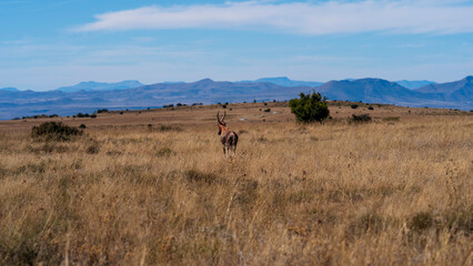 Red hartebeest patrolling the grassland, Mountain Zebra National Park, South Africa © Jose