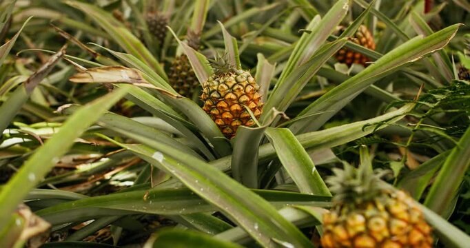 Rows of pineapple plants growing under controlled conditions in greenhouse. Sustainable agricultural system adapted to island climate