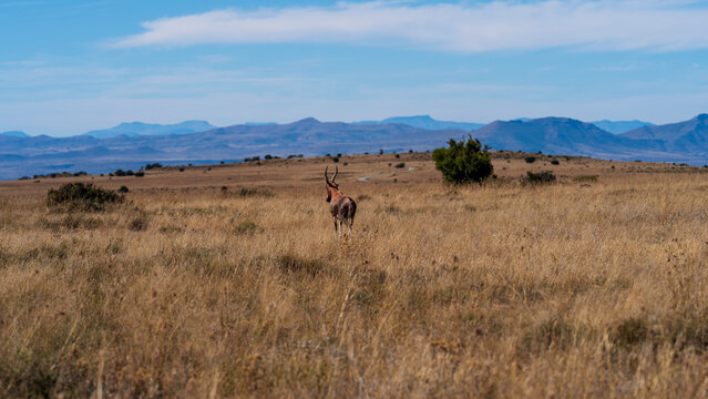 Red hartebeest patrolling the grassland, Mountain Zebra National Park, South Africa