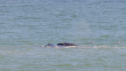 Fototapeta premium A rare northern right whale and her calf, along with a dolphin, off the northeast coast of Florida. 