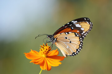 Obraz premium Delicate Monarch Butterfly Sipping Nectar from a Vibrant Orange Cosmos Flower in a Sunny Garden Setting with Soft Bokeh Background Capturing Nature's Beauty
