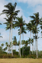 Naklejka premium palm trees on a tropical beach