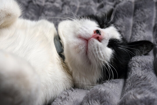 Extreme close-up of a sleeping cat face and nose showing soft fur texture and relaxed expression on a grey blanket.