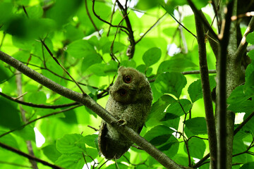 首をかしげるオオコノハズクの幼鳥