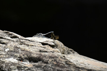 シオカラトンボの交尾