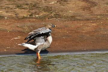 川岸で羽を広げるオオヒシクイ