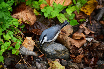虫を探す秋のゴジュウカラ