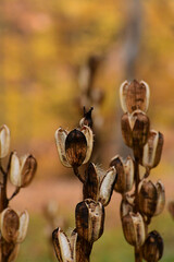 秋の森のオオウバユリ