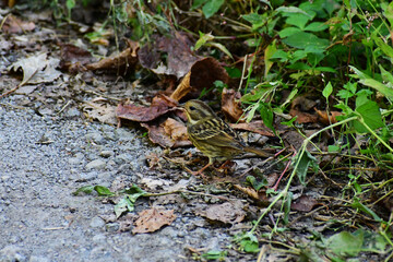 秋の森のアオジのメス