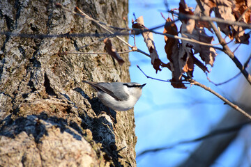 秋の樹上のゴジュウカラ