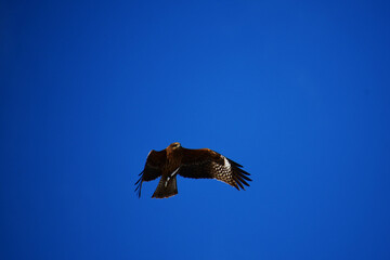 魚を抱えて飛ぶトビ