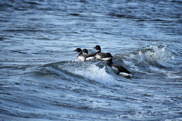 沖へ向かう冬のコクガン