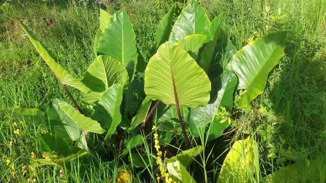 Large Lush Green Alocasia Leaves in Tropical Garden - Taro Plant Close-up