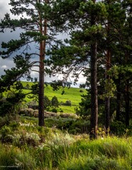 Fototapeta premium Lush Green Landscape with Tall Pine Trees and Rolling Hills Under a Cloudy Sky.