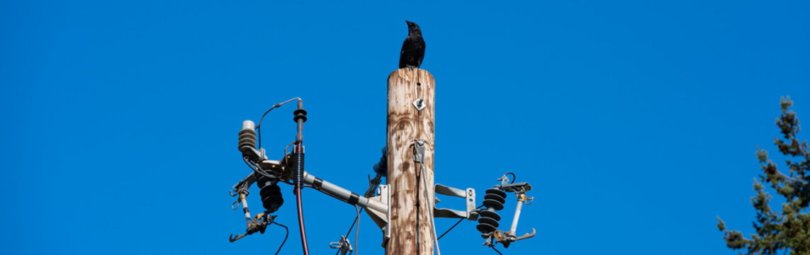 Crow perched on top of wood utility pole with new automatic circuit recloser, technology that reduces power outages and enables remote monitoring of the electricity smart grid
