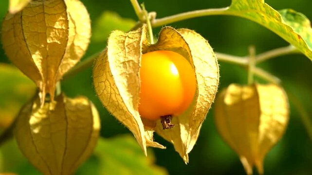 Close-up of a vibrant orange physalis fruit, also known as groundcherry or goldenberry, partially enclosed in its papery husk, growing on a plant with blurred green foliage in the background, showcas.