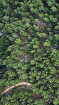 Drone shot looking down on a dense green forest with a winding dirt path in the Corsican countryside. Lush trees and natural landscape create a peaceful, wild atmosphere.