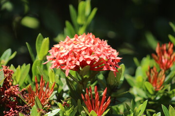 Flor contrastando en follaje a la luz del d&iacute;a