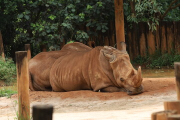 Fototapeta premium Animais