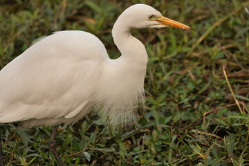Fototapeta premium Egret in Lake