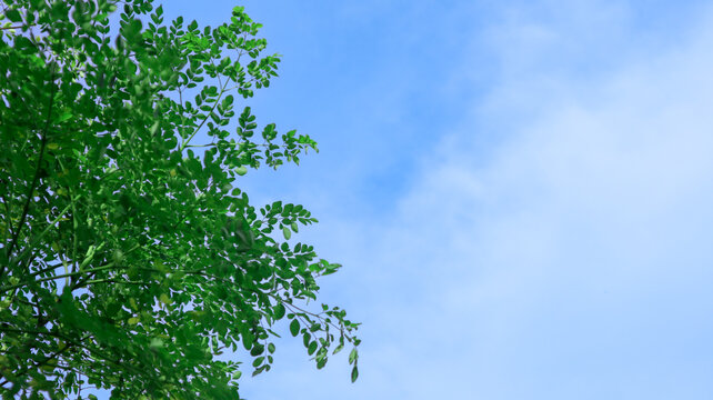 A lush green tree stands tall against a serene blue sky with white clouds, a natural scene captured in a photograph, viewed from below, as seen in IMG_4343