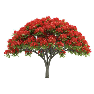 Hyper-detailed photorealistic 3d render of a majestic flamboyant tree (delonix regia) with vibrant scarlet-red blossoms, green bipinnate leaves, isolated on white. Concept for landscape design element