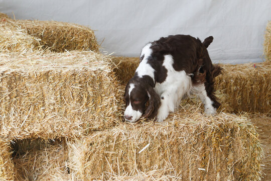 Springer spaniel standing on a bale of hay while looking for rats