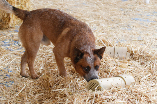 Red cattle dog checking out tubes for a hidden rat