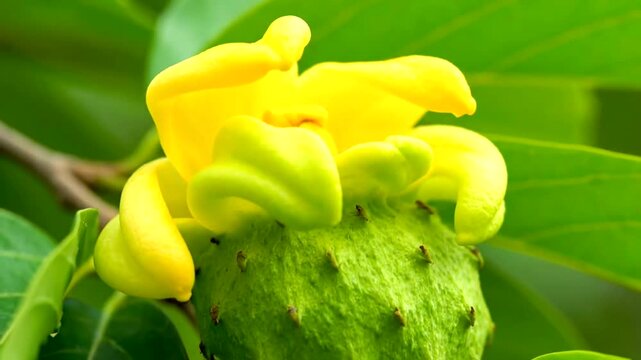 Close-up of a vibrant yellow flower blooming on a green soursop fruit, surrounded by lush green leaves, showcasing natures beauty and tropical flora.