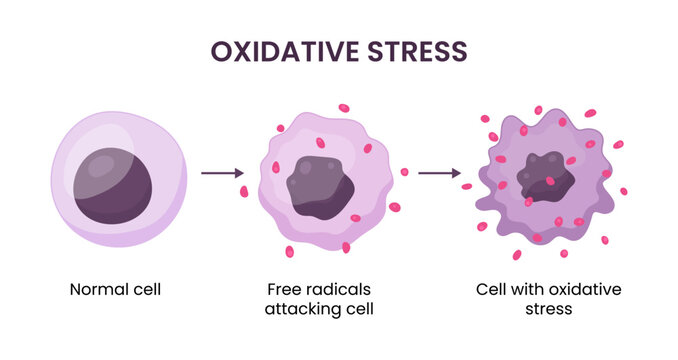 Vector illustration showing oxidative stress in a cell caused by free radicals, highlighting the harmful impact of radical molecules on cellular health
