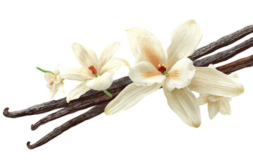 Vanilla beans and delicate, white-petaled flowers with brown and yellow centers against darkness