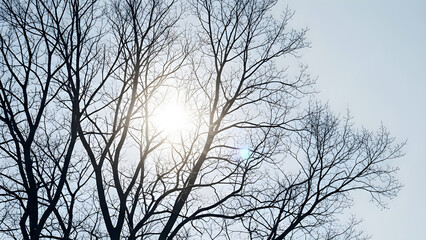 Obraz premium Trees stand tall against a clear sky with sun shining through bare branches