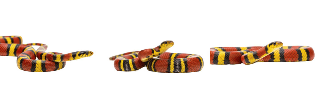 Coral Snake (Micrurus fulvius) Isolated on White Background, Full Body Venomous Elapid Snake Standing on White Floor, North American Reptile Cutout, Exotic Wildlife Stock Photo Image