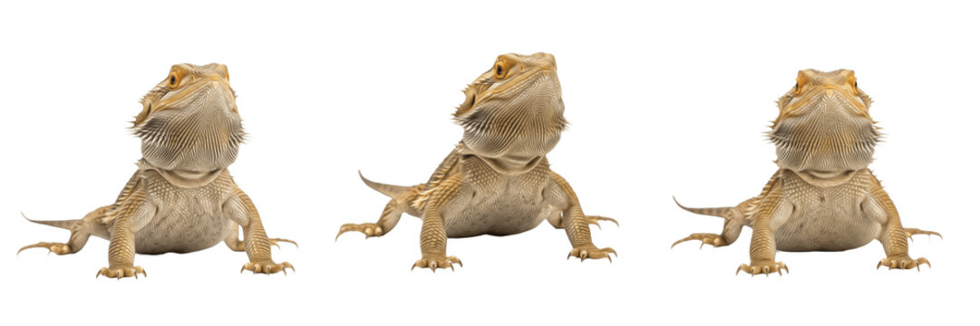 Eastern Bearded Dragon (Pogona barbata) Isolated on White Background, Full Body Australian Lizard Standing on White Floor, Arboreal and Terrestrial Reptile Cutout, Exotic Wildlife Stock Photo Image