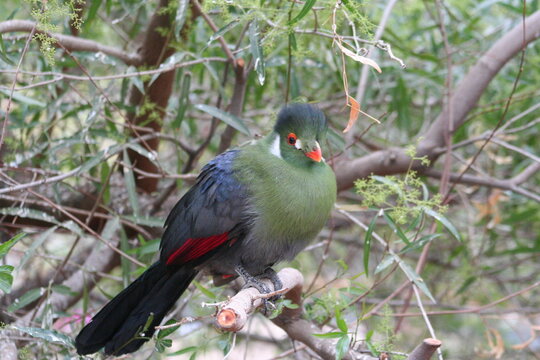A White-cheeked Turaco at a local zoo