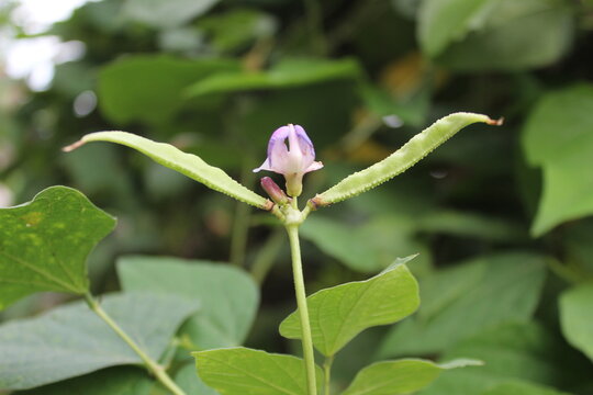 Lablab purpureus, common names include hyacinth bean, lablab-bean,bonavist bean pea, dolichos bean, seim or sem bean, lablab bean, Egyptian kidney bean, Indian bean, bataw and Australian pea,lablab