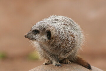 Fototapeta premium A Meerkat at a local zoo