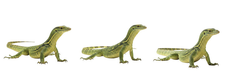 Obraz premium Tree Monitor (Varanus prasinus) Isolated on White Background, Full Body Arboreal New Guinea Monitor Lizard Standing on White Floor, Exotic Reptile Cutout, Wildlife Stock Photo Image