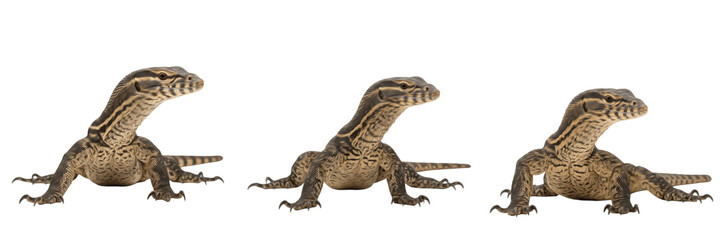 Obraz premium Roughneck Monitor (Varanus rudicollis) Isolated on White Background, Full Body African Monitor Lizard Standing on White Floor, Exotic Terrestrial Reptile Cutout, Wildlife Stock Photo Image