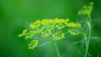 green grass with yellow flowers