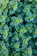 The thyme bushes were covered with a layer of frost