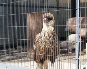 カンムリカラカラ