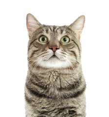 Fototapeta premium Cute cat on white background. Portrait of pet
