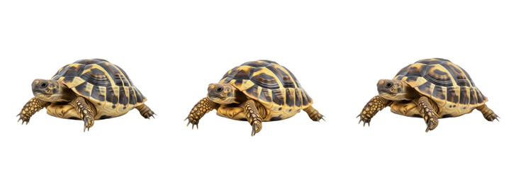Obraz premium Hermann’s Tortoise (Testudo hermanni) Isolated on White Background, Full Body European Terrestrial Tortoise Standing on White Floor, Patterned Reptile Cutout, Wildlife Stock Photo Image