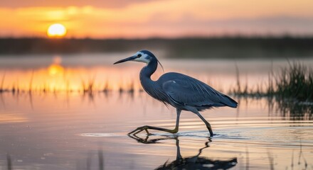 Great Blue Heron Wading at Sunset - A Serene Coastal Scene.