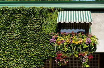 window and building covered in greenery, Butchard Gardens, BC, Canada